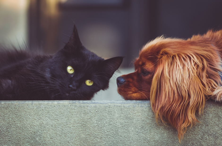 Read more about the article Leaving Your Pet in Your Will Won’t Protect Them – Do This Instead